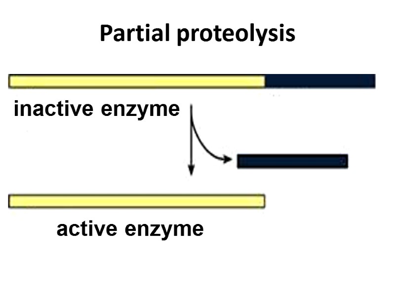 Partial proteolysis inactive enzyme active enzyme